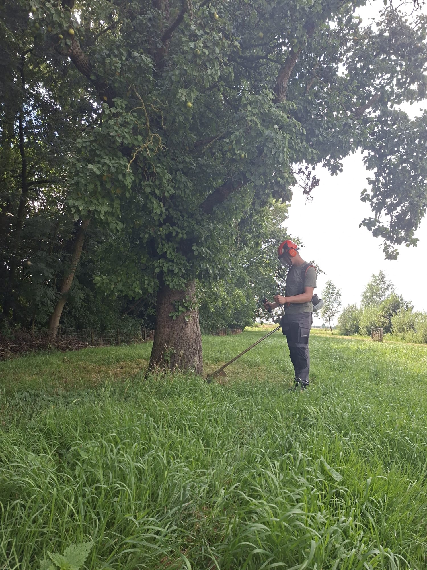 Arjan Waasdorp maait het gras onder een boom met een bosmaaier